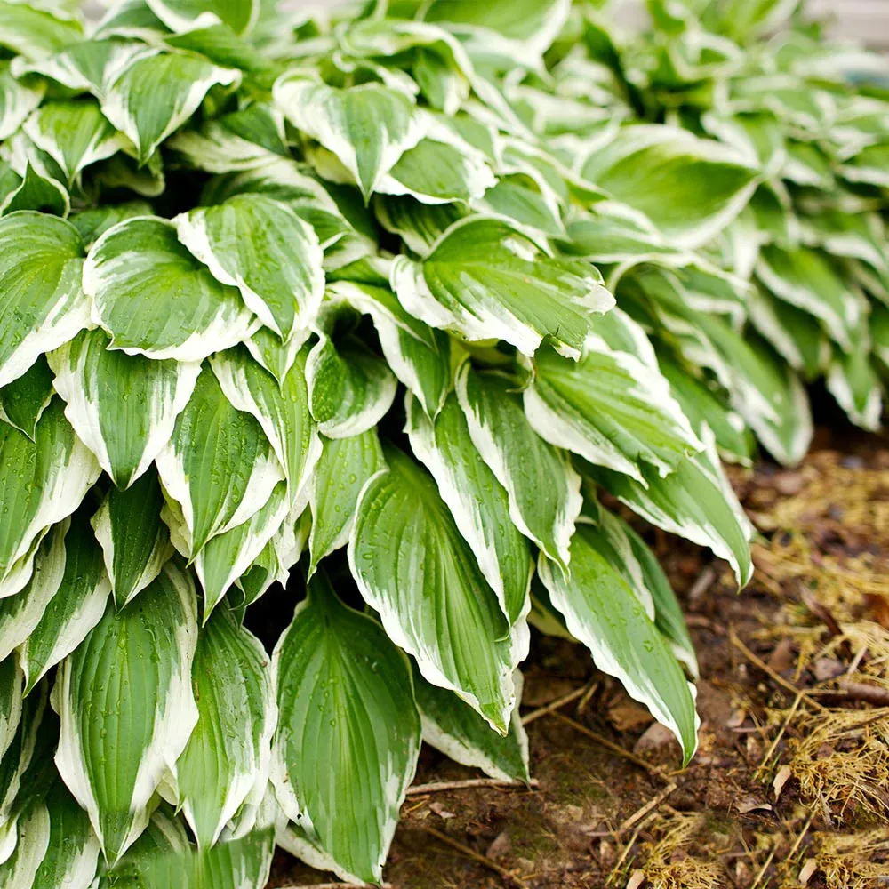 Francee Hosta Plant - Variegated Shade-Loving Perennial