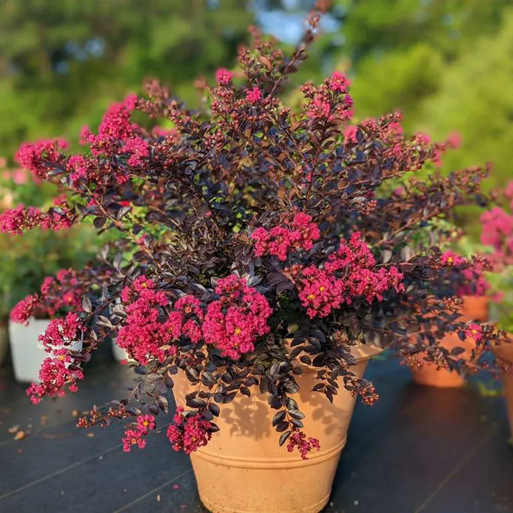 Black Diamond® Pave Pink™ Crape Myrtle Bush - Dark Foliage Flowering Shrub