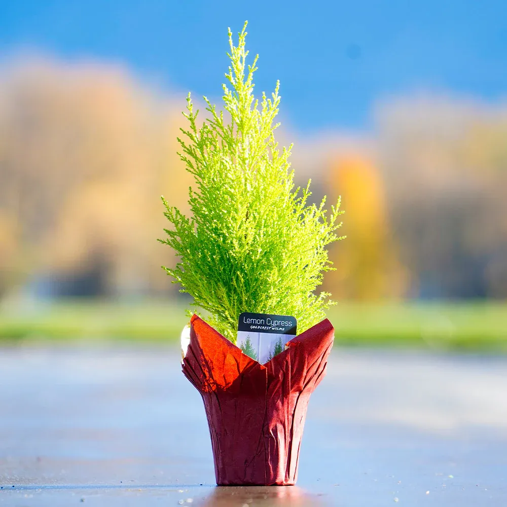 Tabletop Dwarf Lemon Cypress Potted Miniature Evergreen Tree