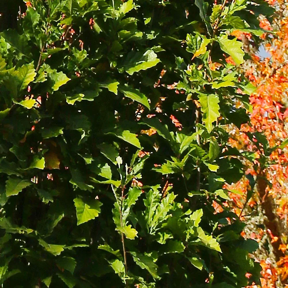 Beacon Swamp White Oak Tree (Quercus bicolor) - Resilient Wetland Native Sapling 1