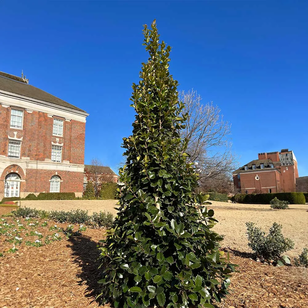 Monarch Holly Decorative Home Ornament