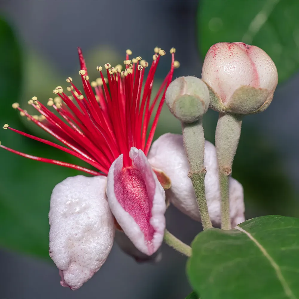 Pineapple Guava Patio Tree (Acca Sellowiana) - Evergreen Edible Landscaping 2