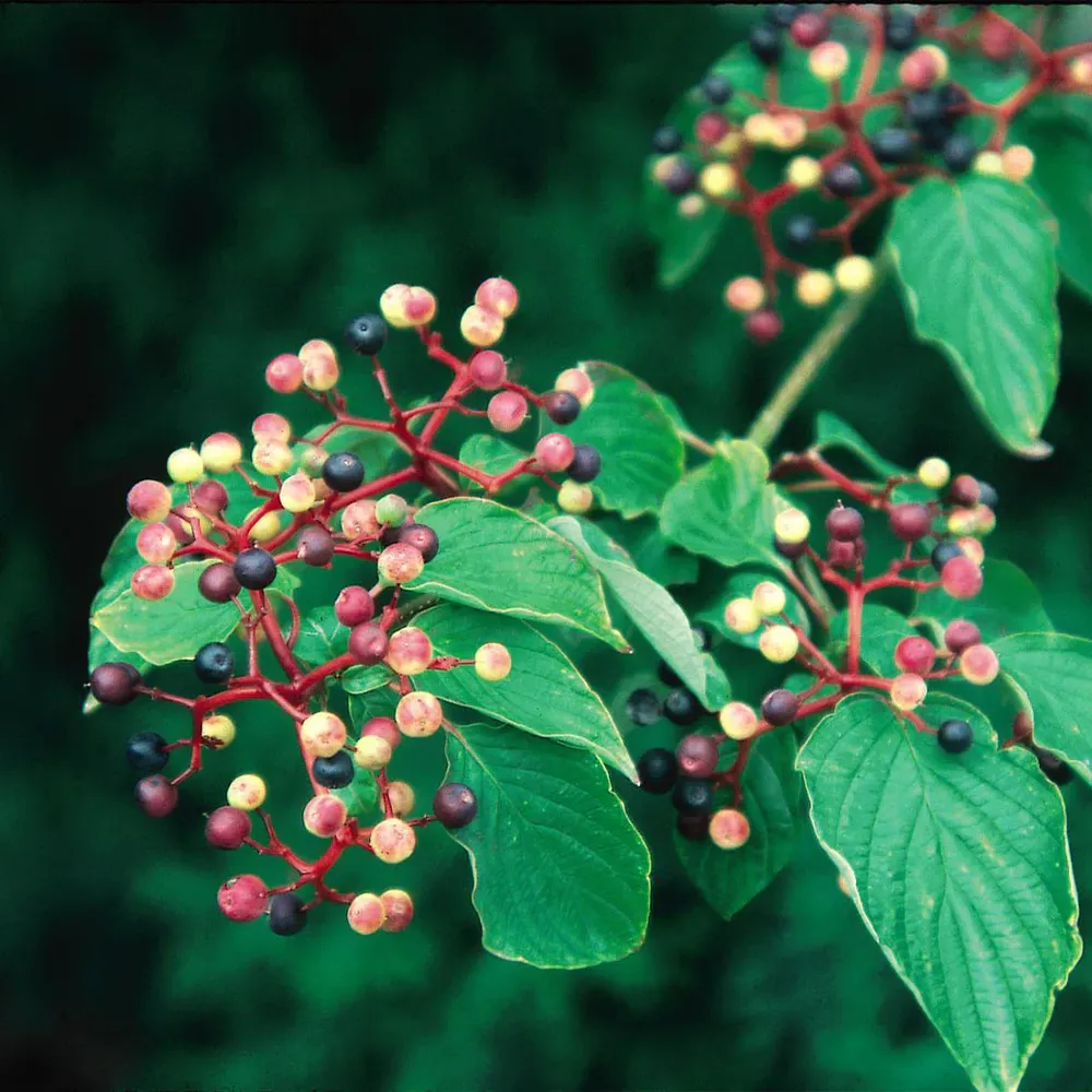 Pagoda Dogwood Tree (Cornus alternifolia) Ornamental Deciduous Sapling 2