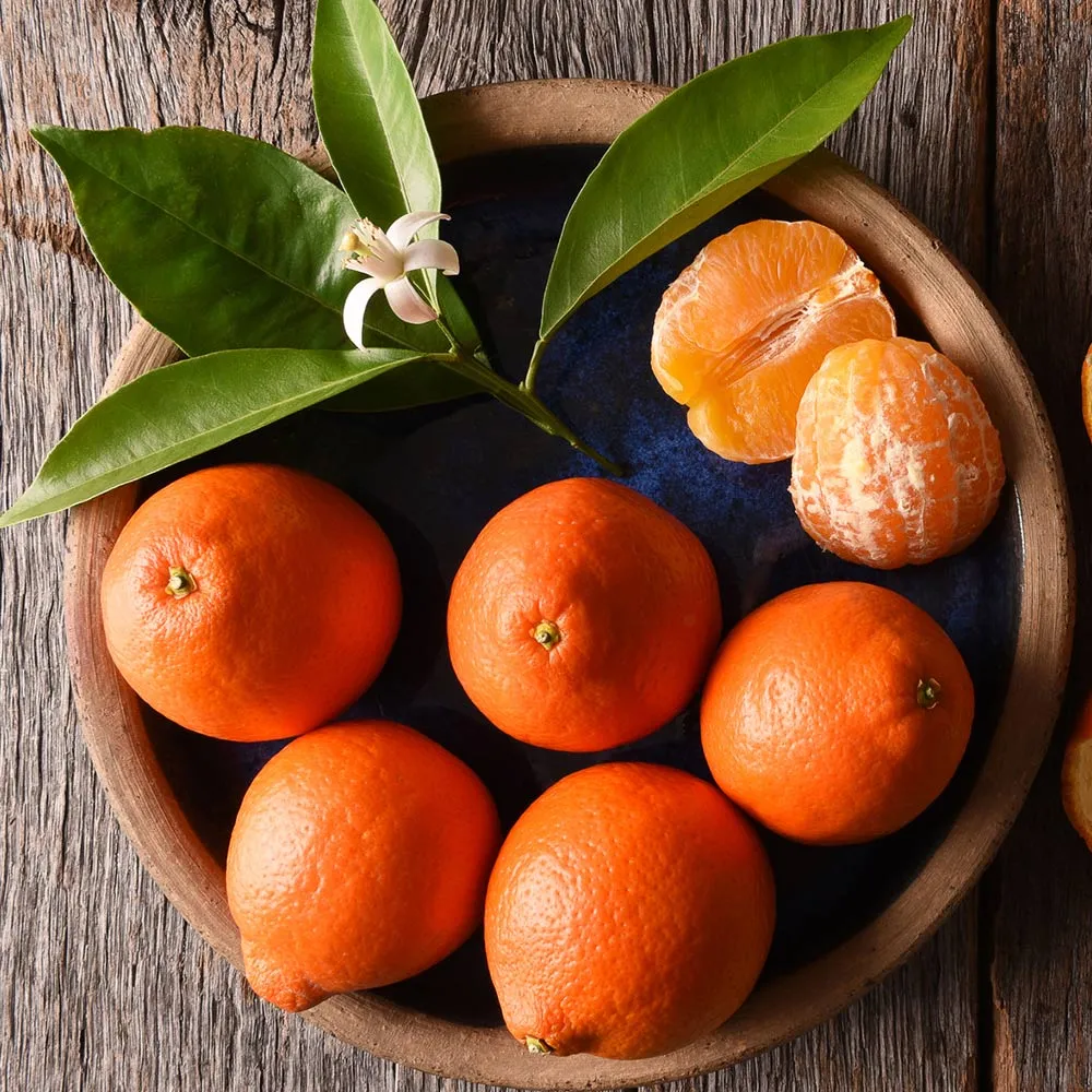 Tangelo Tree - Live Citrus Hybrid Fruit Plant 2