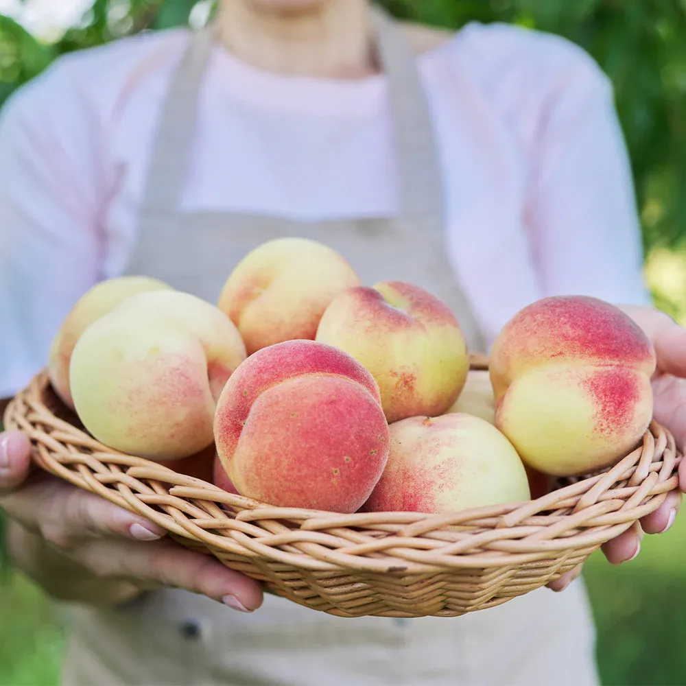 White Lady Peach Tree - Deciduous Fruit-Bearing Sapling