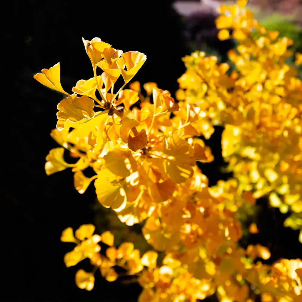 Mariken Maidenhair Tree - Dwarf Ginkgo Biloba Ornamental Shrub 1