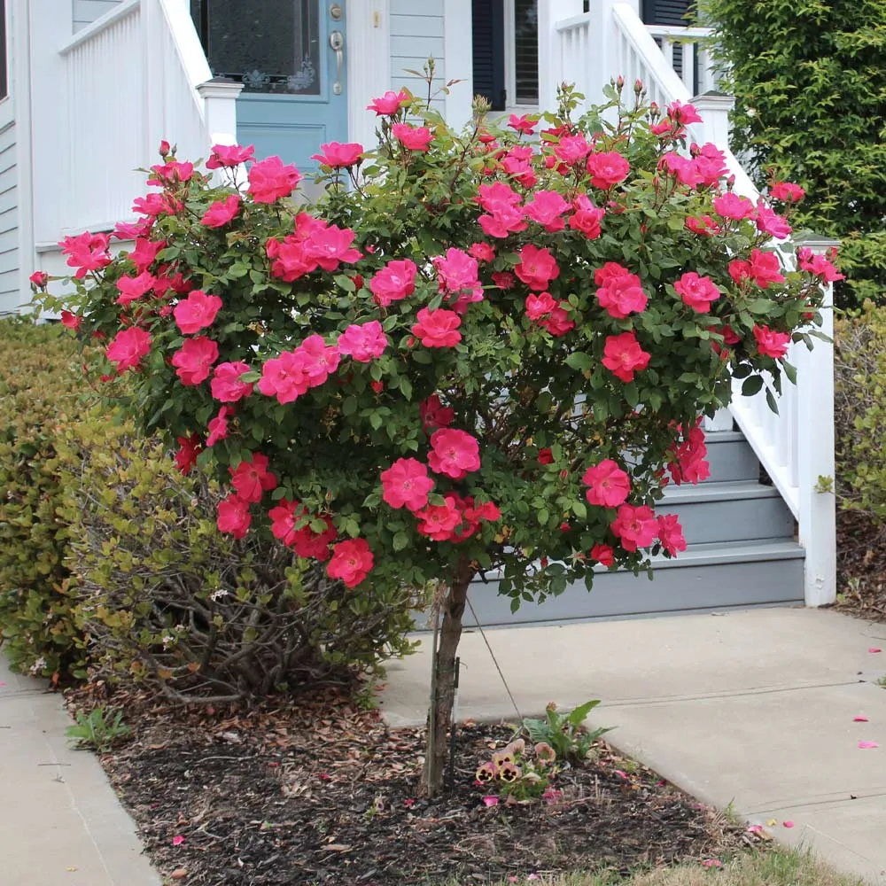 Knock Out® Rose Tree - Grafted Ornamental Flowering Shrub 2