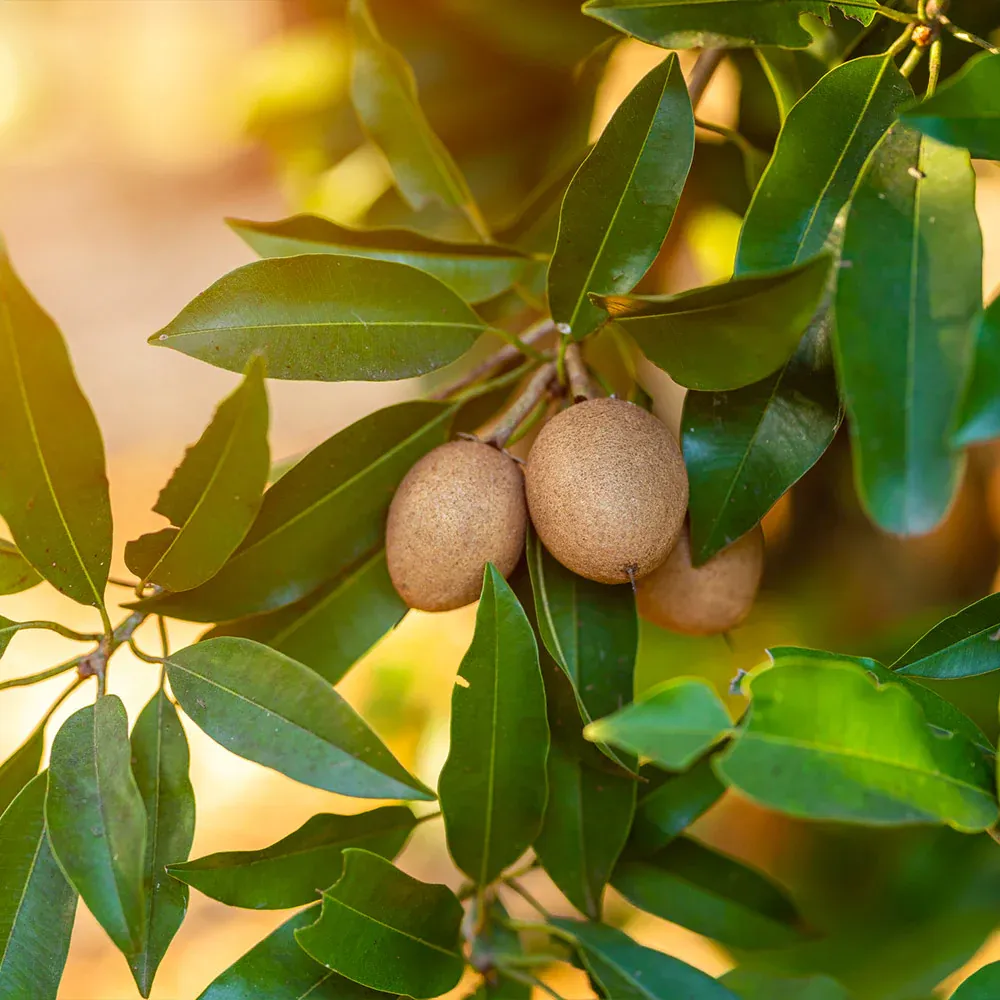 Sapodilla Tree (Manilkara zapota) - Live Tropical Fruit Sapling