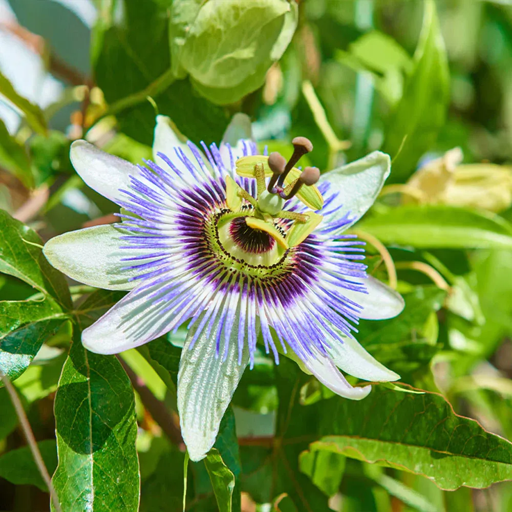 Passion Fruit Vine Climbing Support System for Indoor and Outdoor Gardening
