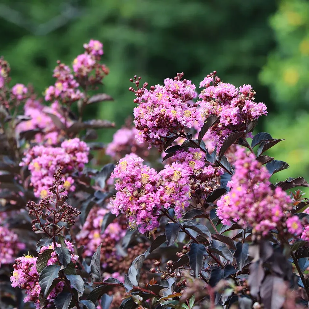 Lavender Blast Crape Myrtle Tree - Vibrant Purple Flowering Deciduous Shrub 1