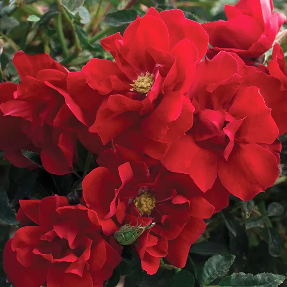Bloomables® Brick House® Red Rose Shrub