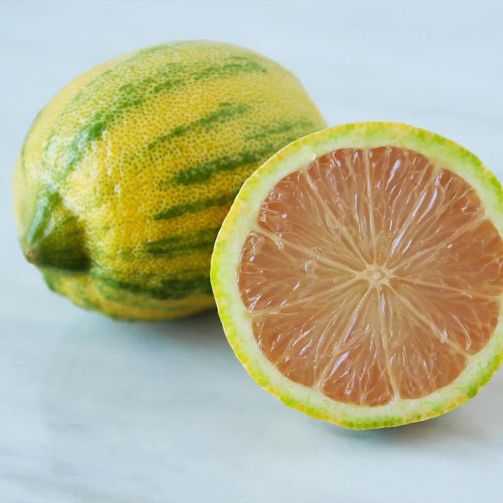 Pink Variegated Eureka Lemon Tree - Ornamental Citrus with Striped Foliage 1