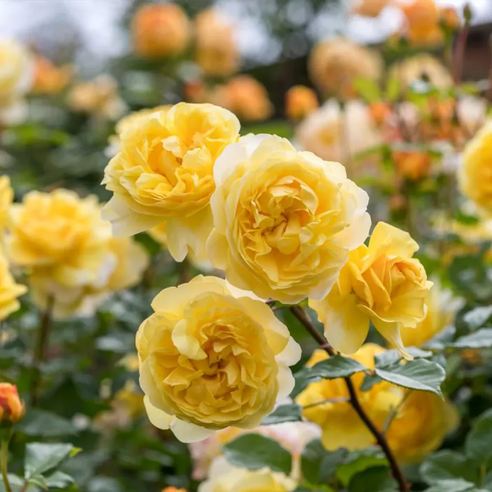 David Austin® The Poet's Wife Rose Shrub 1