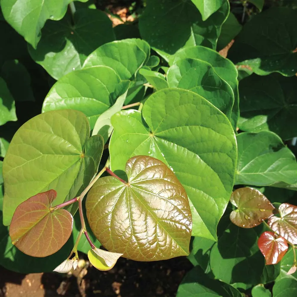 Pink Pom Poms Redbud Tree - Compact Ornamental Flowering Cercis 3