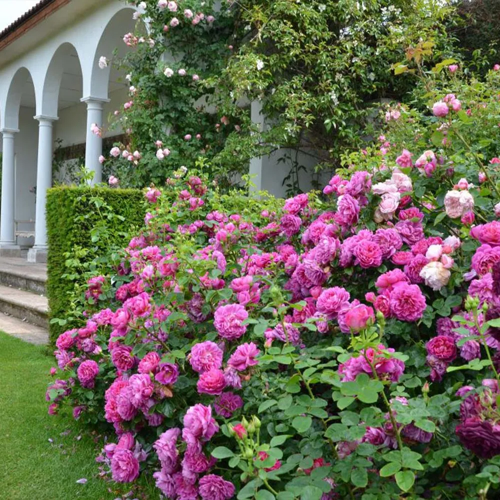 David Austin® Princess Anne™ Rose Shrub - Deep Pink English Rose 1