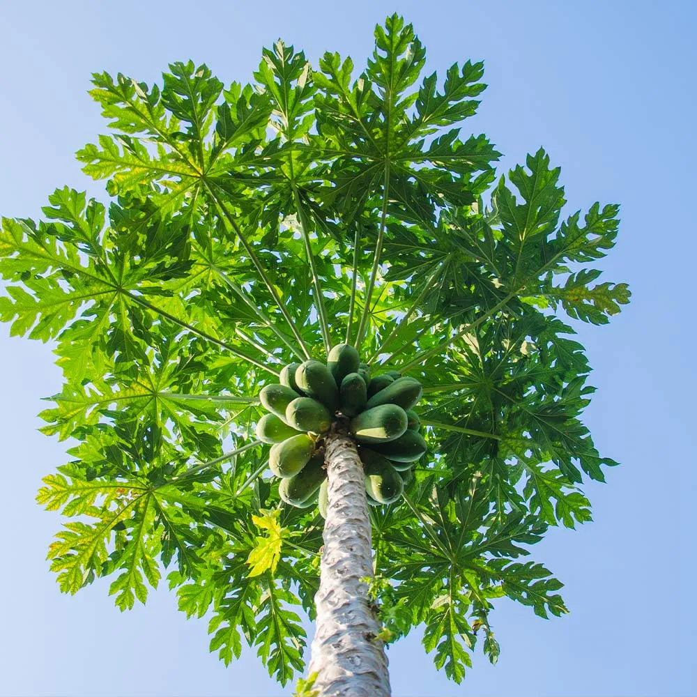 Tropical Papaya Tree Live Fruit Plant for Home and Garden