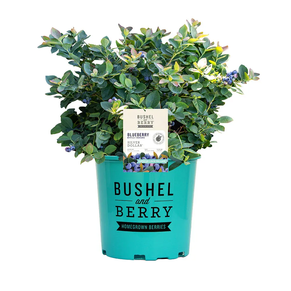 Silver Dollar Blueberry Plant - Dwarf Fruit-Bearing Shrub for Patios 4