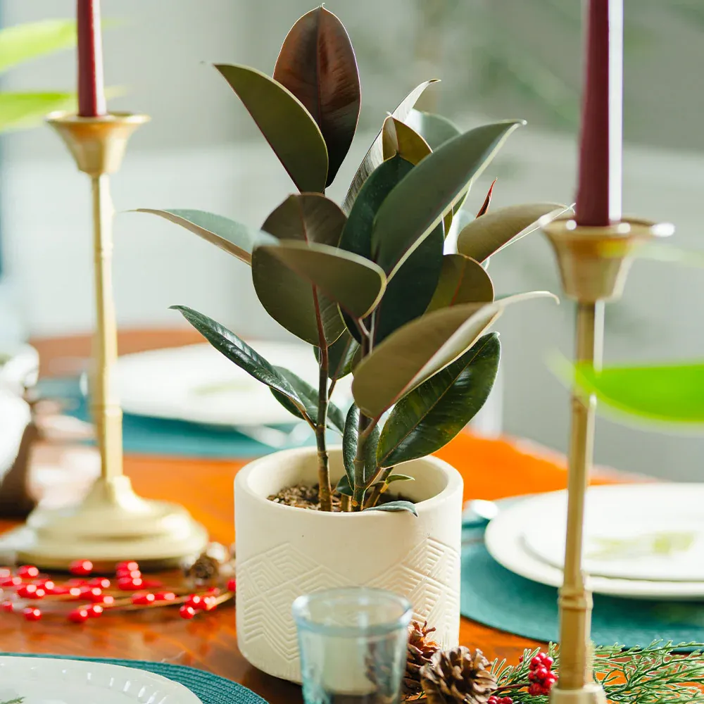Rubber Plant (Ficus Elastica) Indoor Potted Houseplant 2