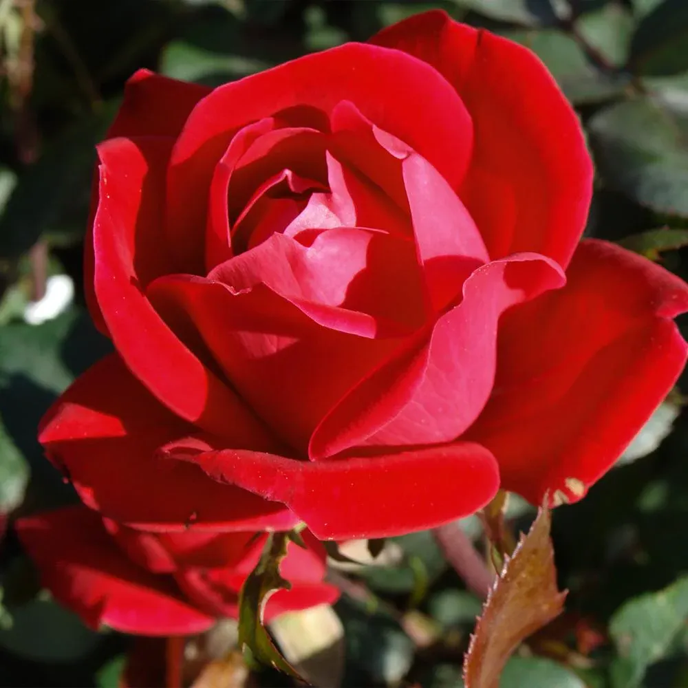 Double Knock Out® Rose Shrub - Continuous Blooming Landscape Plant 2