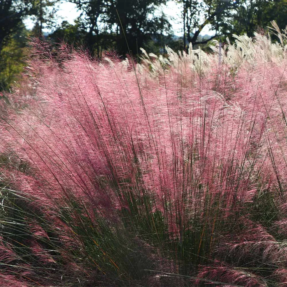 Pink Muhly Grass (Muhlenbergia capillaris) Ornamental Perennial Seeds 3