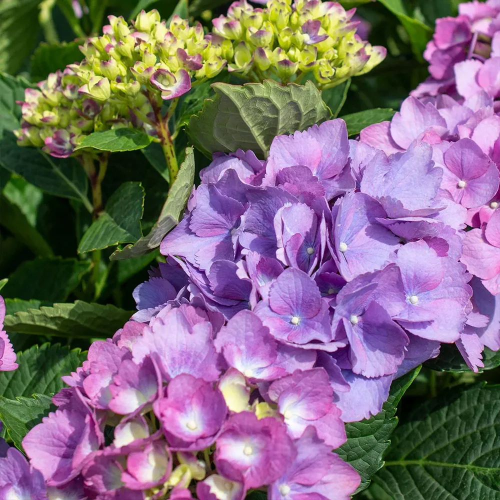 Bloomables® L.A. Dreamin® Hydrangea - Reblooming Flowering Shrub 3