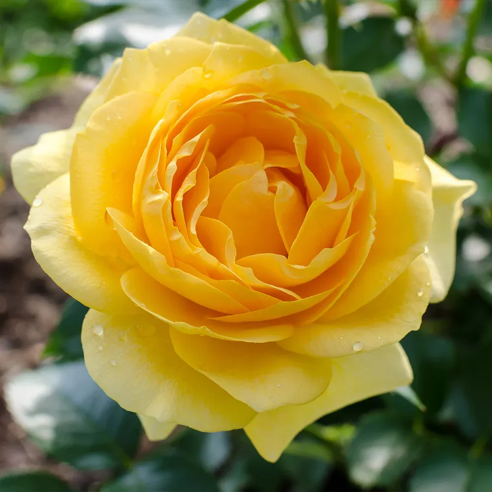 Julia Child Floribunda Rose Bush - Buttery Yellow Garden Rose 1