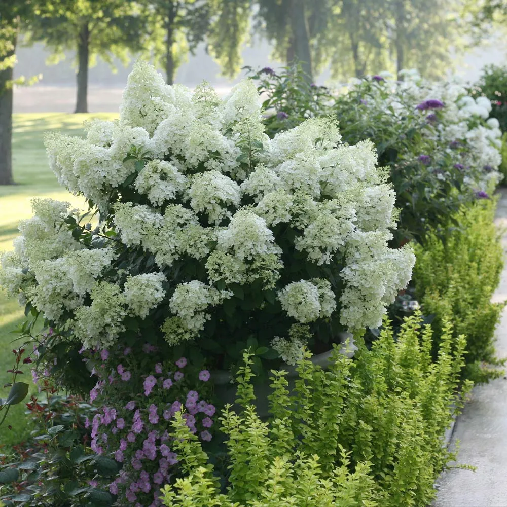 Proven Winners® Bobo® Hydrangea Paniculata Flowering Shrub 1