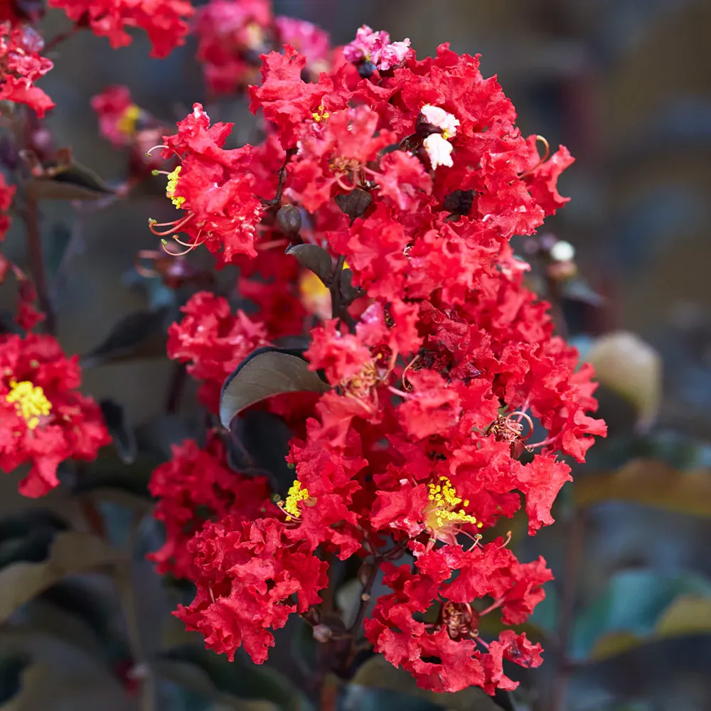 Crimson Crown™ Crape Myrtle Shrub - Dark Foliage Ornamental Plant 2