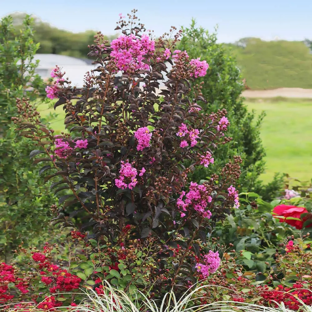 Purely Purple Crape Myrtle Tree - Lagerstroemia Indica