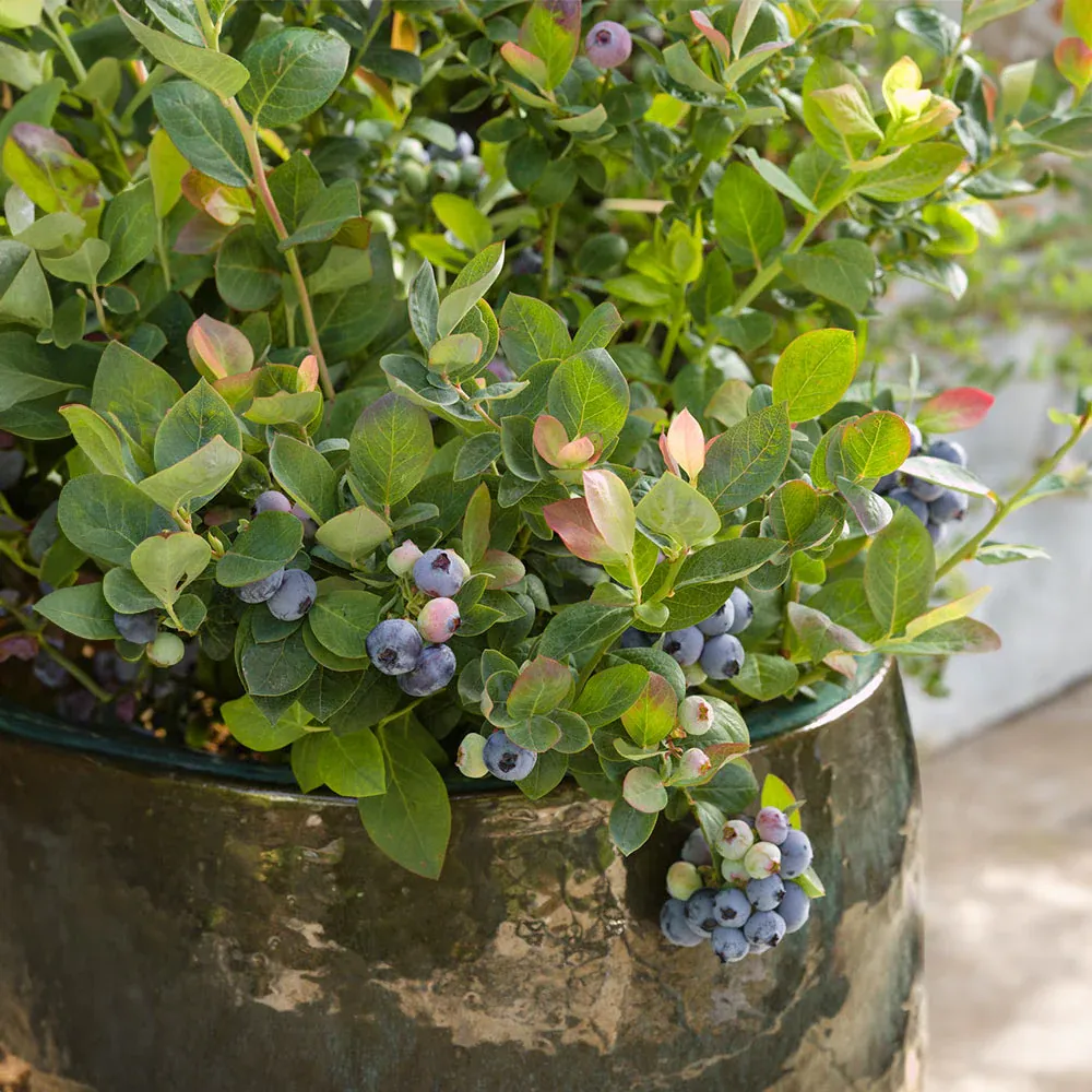 Pink Icing Blueberry Bush - Compact Ornamental Edible Shrub 3