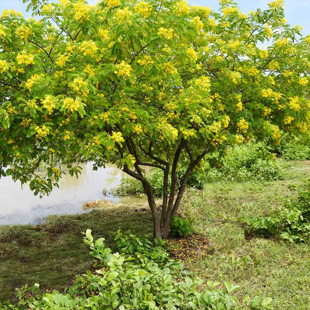 Cinnamomum Cassia Tree - Ornamental Evergreen Aromatic Plant 2