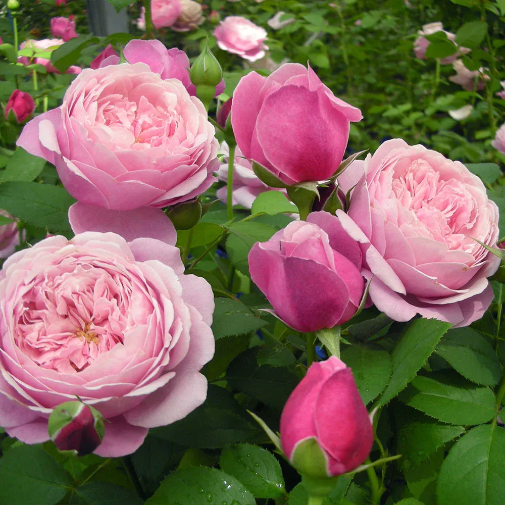 Cathedral Bells® Rose Shrub - Hardy Flowering Garden Plant
