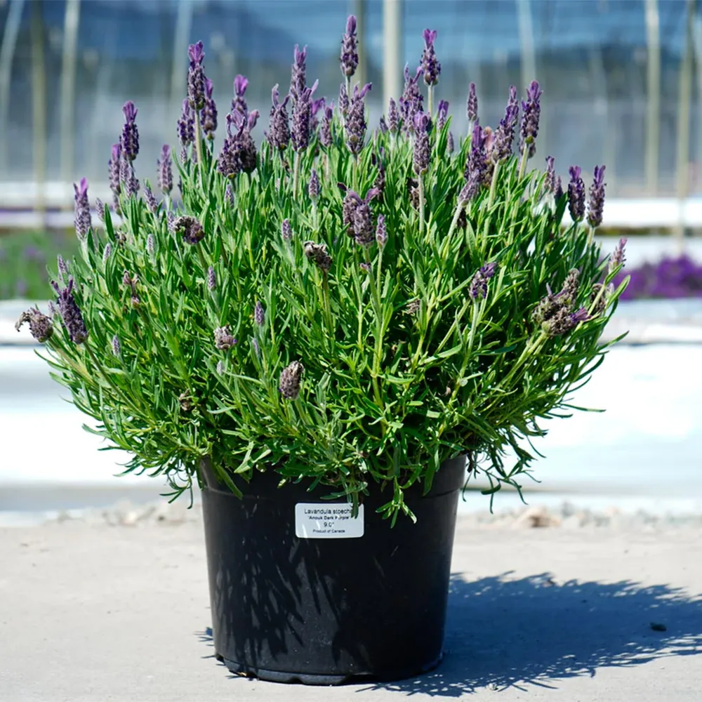 Anouk Dark Purple Lavender Perennial Flowering Plant 1