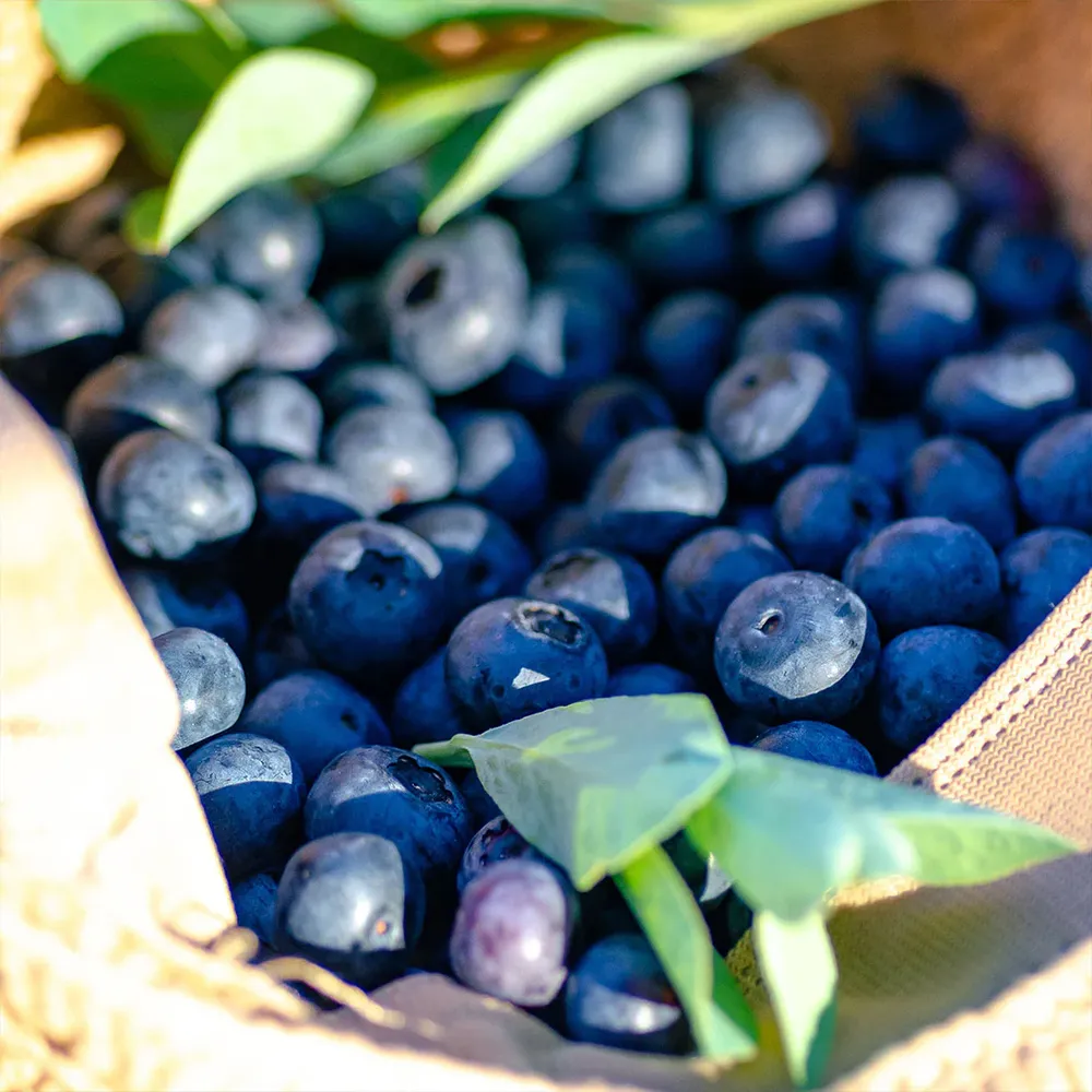 Southern Living® DownHome Harvest® I Declare™ Blueberry Shrub - Concentrated Fruit Drinking Vinegar