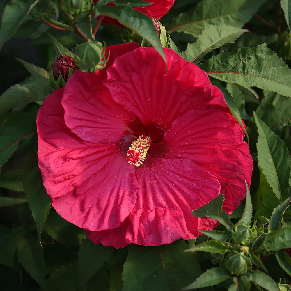 Summer in Paradise Hibiscus Tropical Flowering Shrub