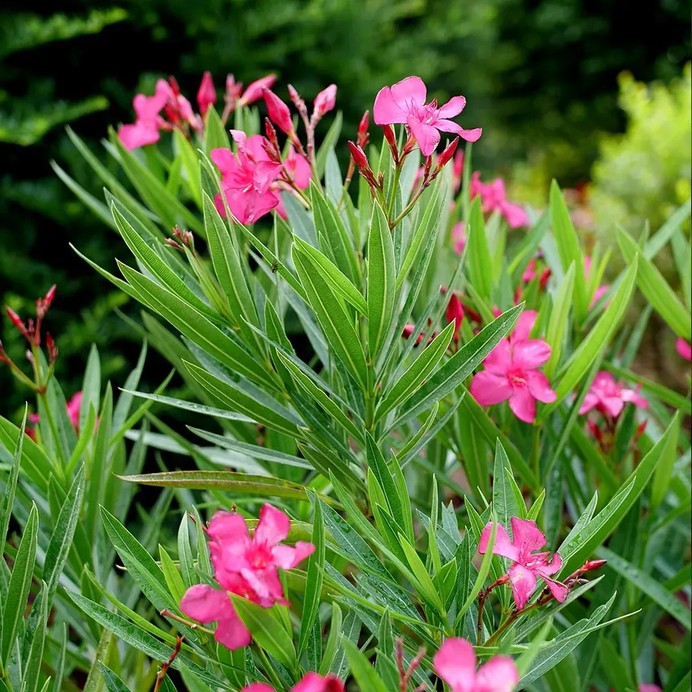 Austin Pretty Limits® Oleander Shrub - Compact Evergreen Flowering Plant