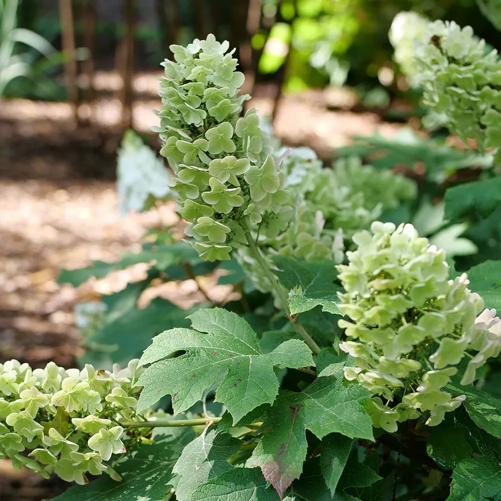 Gatsby Glow Ball™ Oakleaf Hydrangea - Deciduous Flowering Shrub