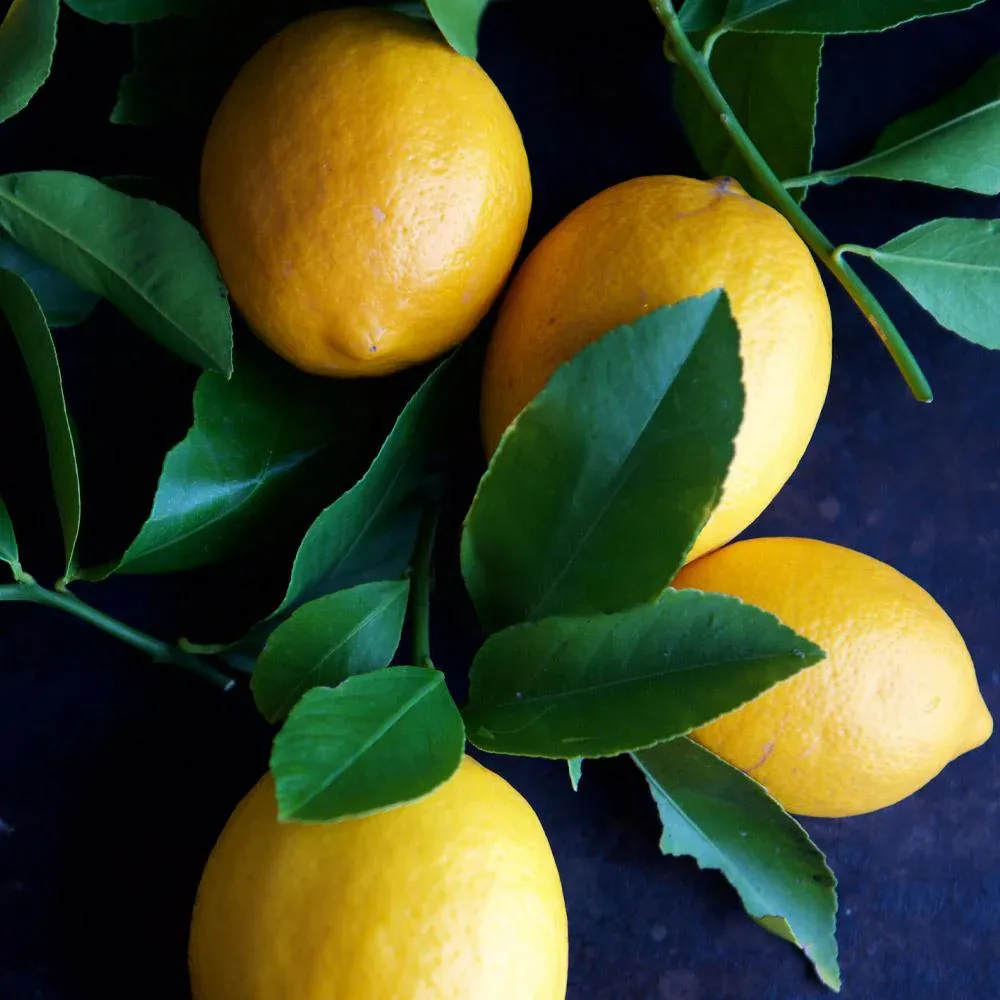 Live Meyer Lemon Tree for Indoor and Outdoor Container Gardening 3