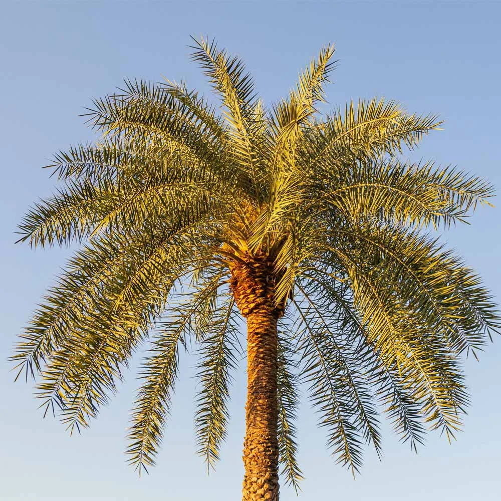 Sylvester Palm Artificial Decorative Tree for Indoor Spaces 2