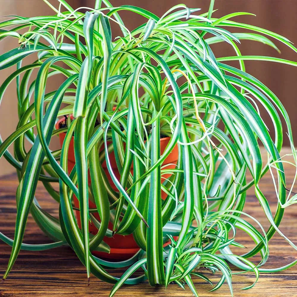 Spider Plant (Chlorophytum comosum) Indoor Air-Purifying Houseplant
