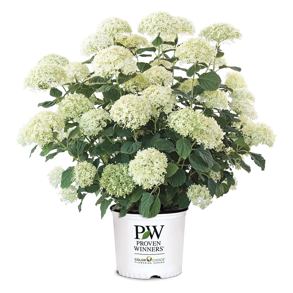 Proven Winners® Incrediball® Storm Proof™ Hydrangea - Sturdy White Flowering Shrub 3