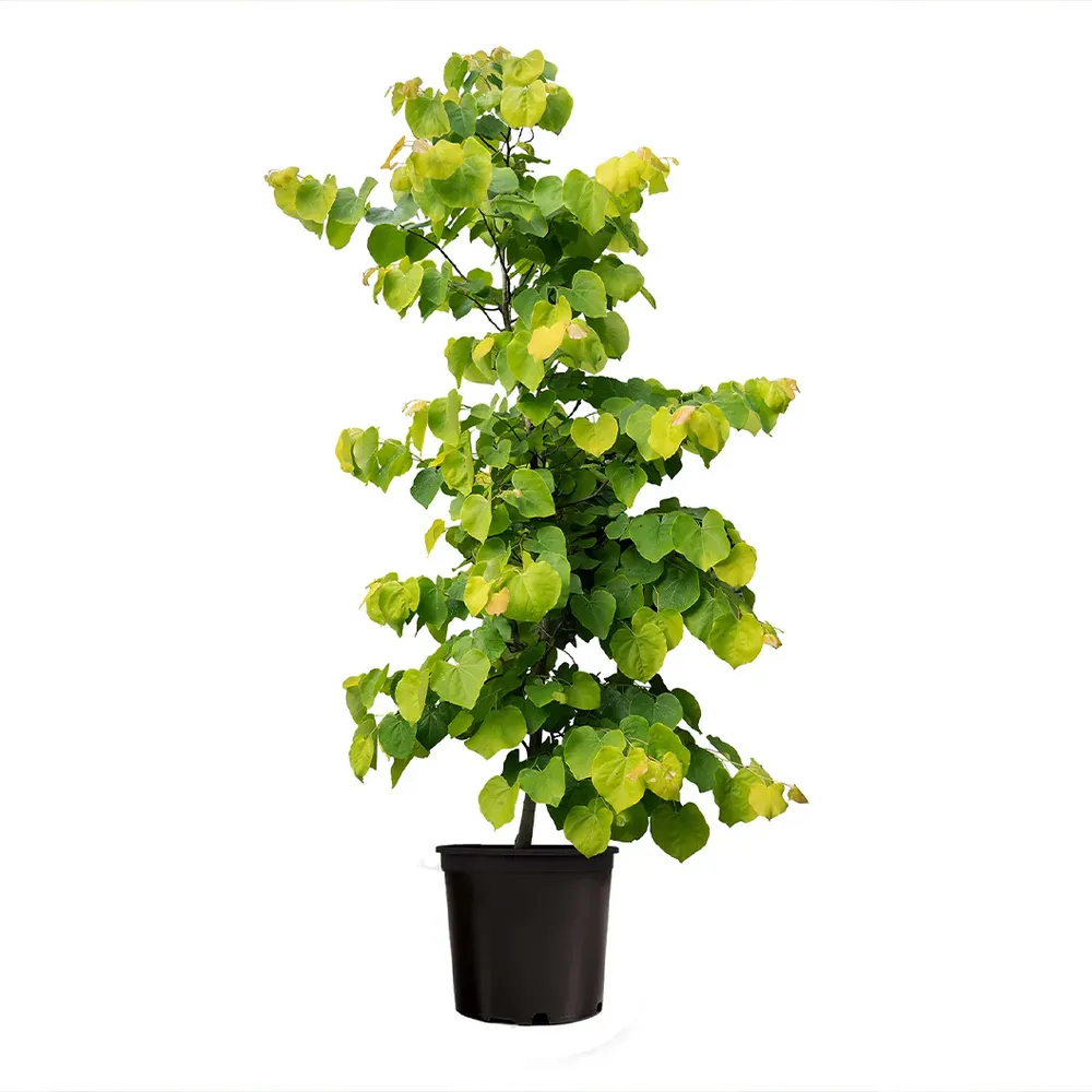 Gilded Hearts® Texas Redbud Tree (Cercis canadensis var. texensis) 3