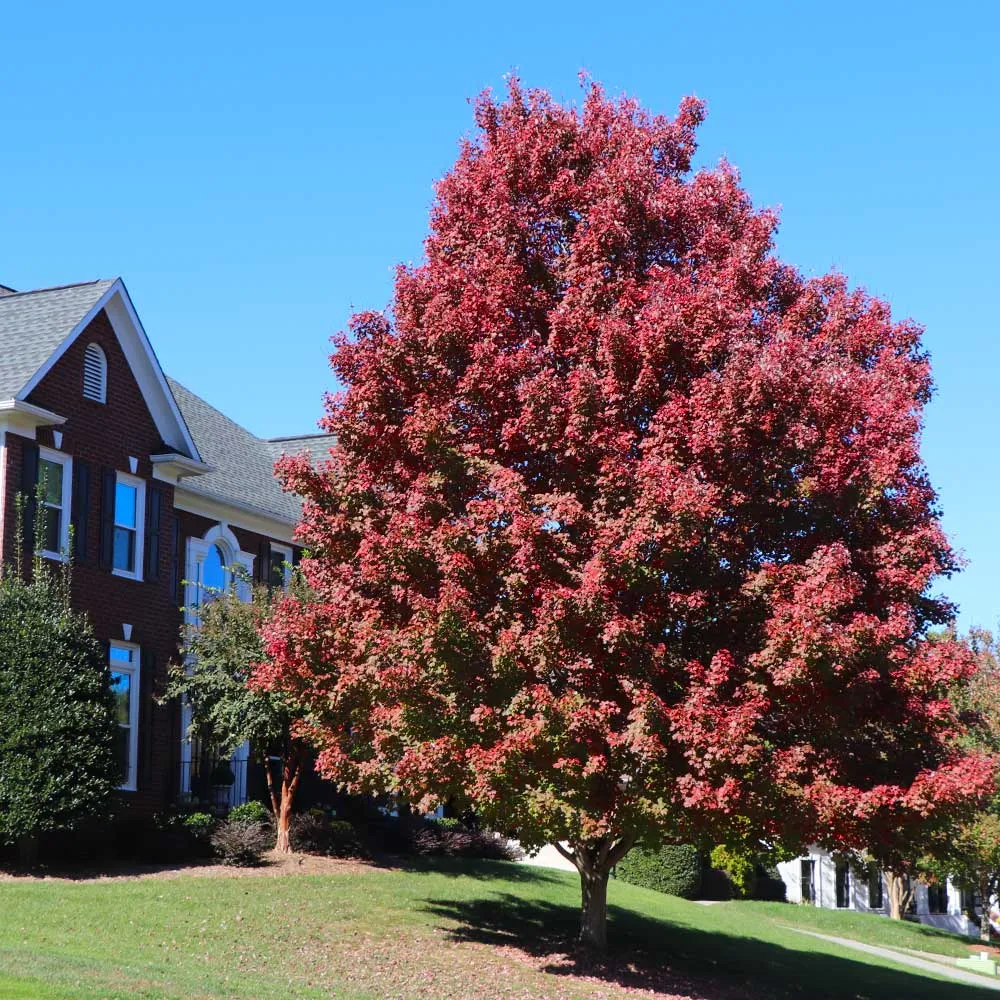 October Glory Red Maple Tree (Acer rubrum) - Deciduous Shade Tree 3