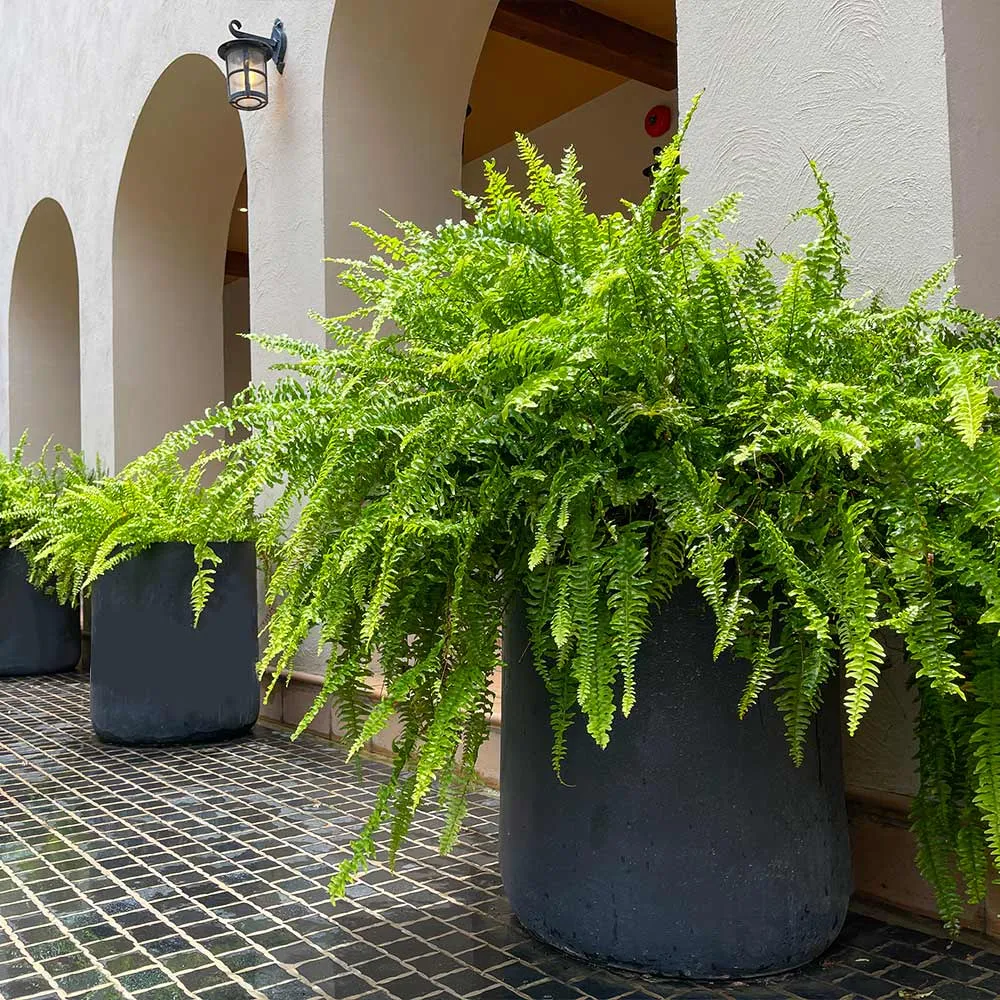 Kimberly Queen Fern (Nephrolepis obliterata) Potted Indoor and Outdoor Plant