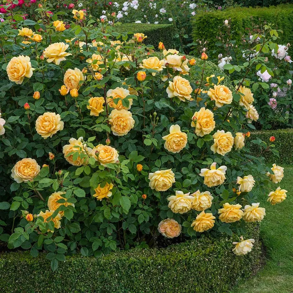 Golden Celebration® English Shrub Rose - Large Cupped Yellow Blooms 2