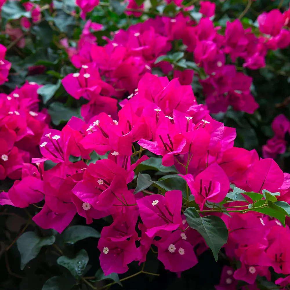 Vibrant Bougainvillea Flowering Shrub for Garden Landscaping