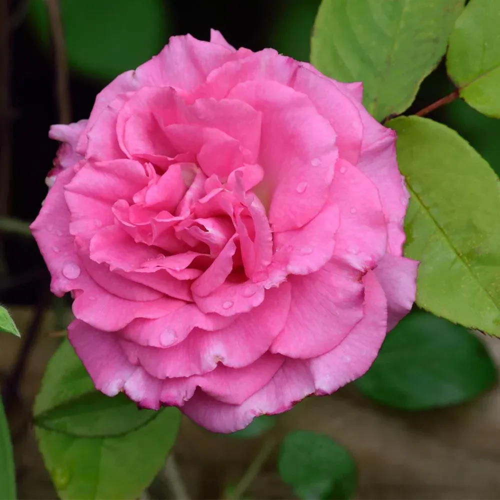 Zephirine Drouhin Climbing Rose Shrub - Thornless Heirloom Variety 1