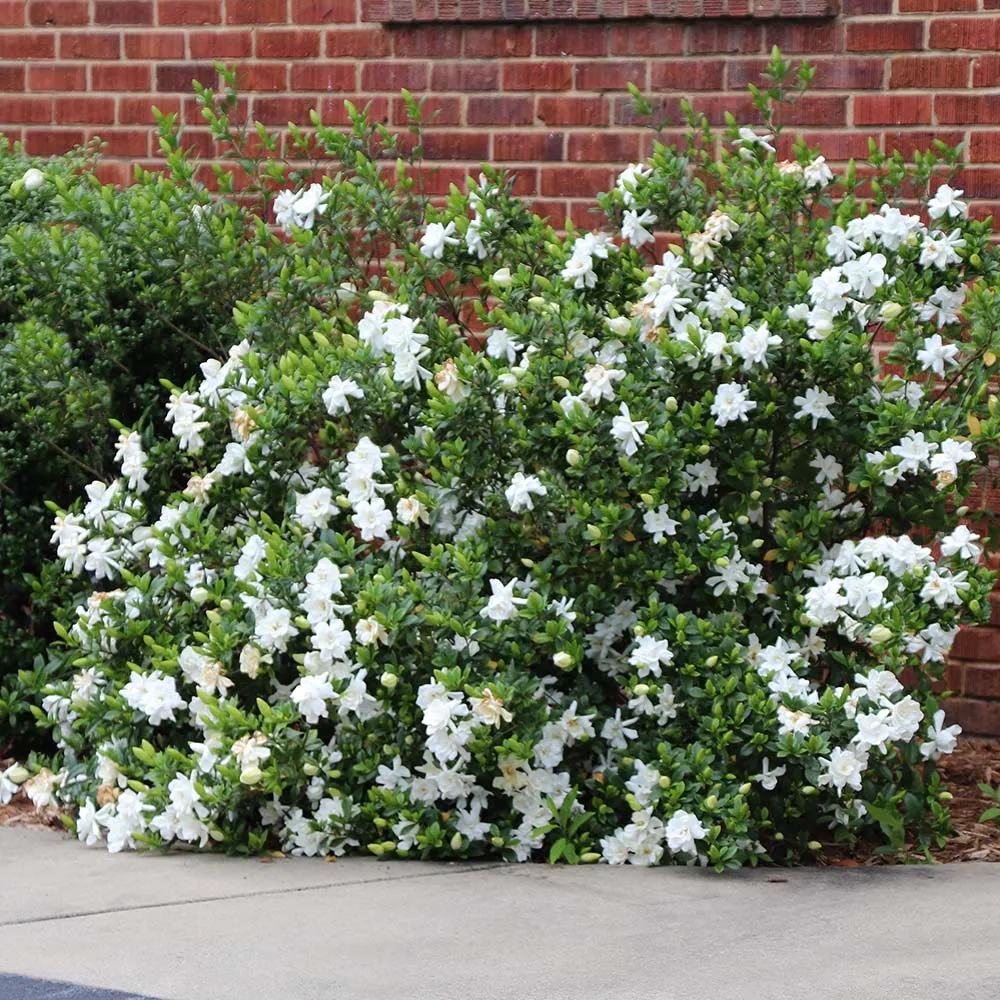Frost Proof Gardenia Shrub - Cold Hardy Evergreen Flowering Plant