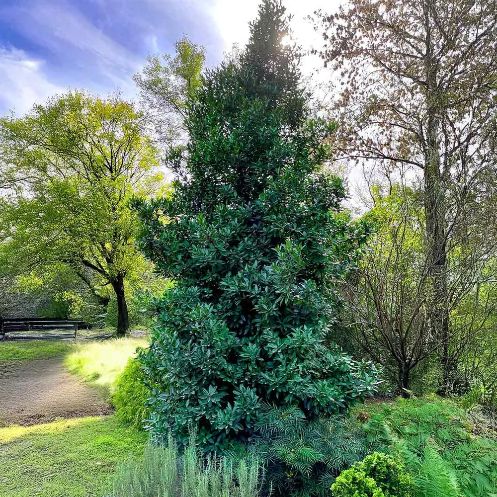 Southern Living® Screen Play Holly Shrub - Evergreen Privacy Hedge