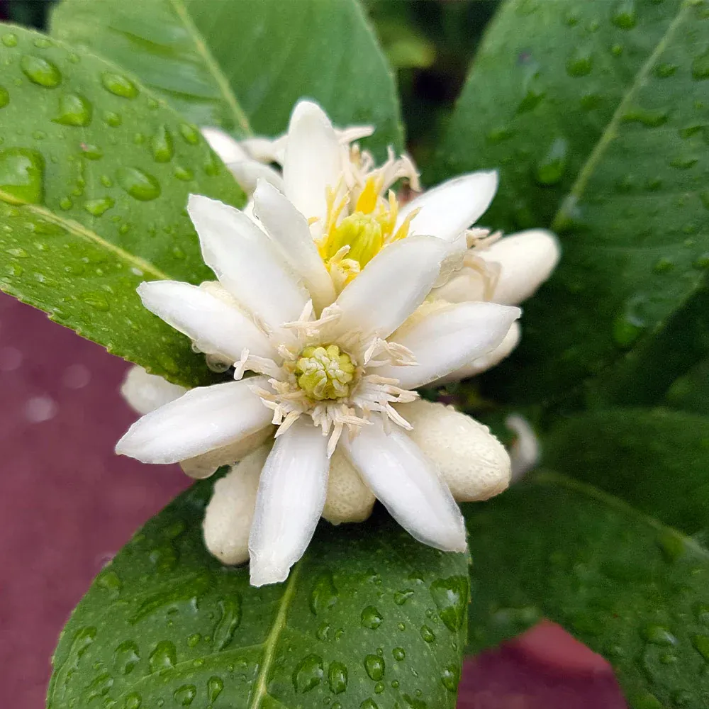 Buddha's Hand Citron - Aromatic Citrus Medica var. sarcodactylis 3